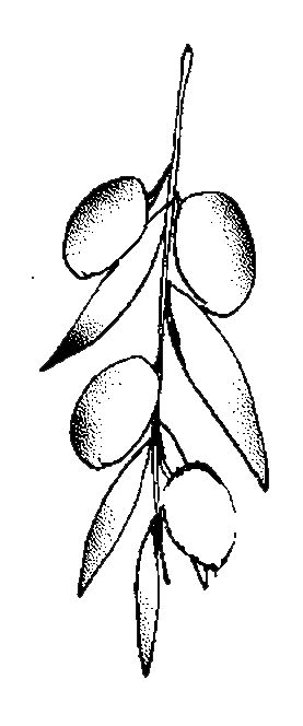 Olive Branch